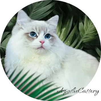 A white cat sitting in front of some leaves.