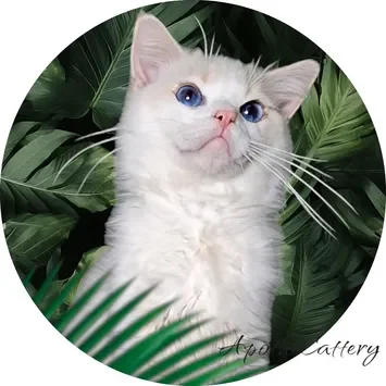 A white cat with blue eyes sitting in the leaves.