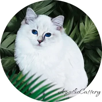 A white cat sitting in the grass next to some green leaves.