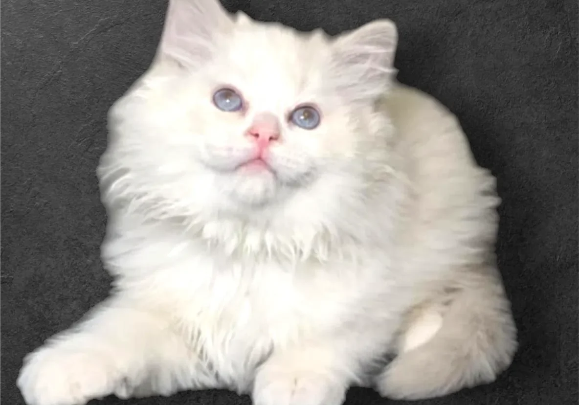 A white cat sitting on top of a black surface.