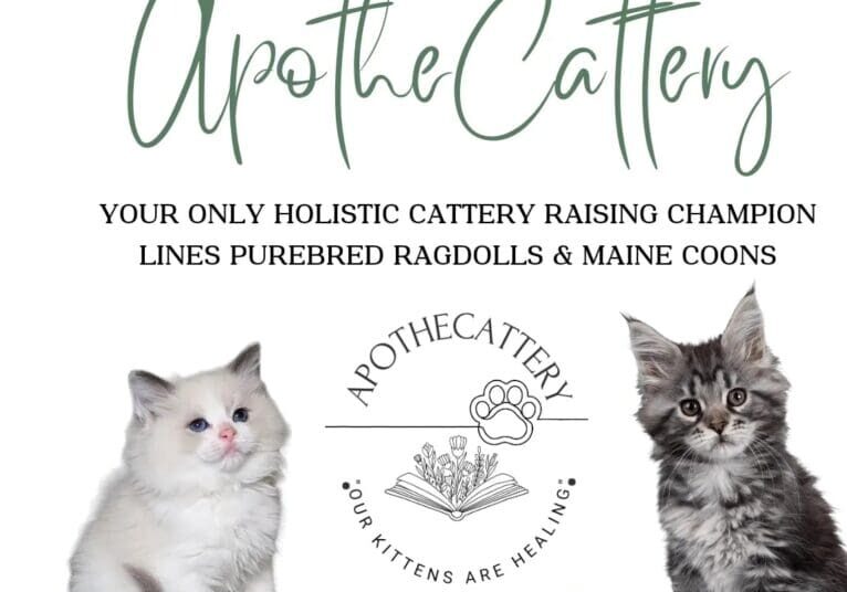 A poster with two cats and the words " excited to announce we have officially rebranded apothecattery ".